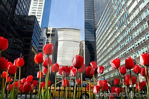 New York, stop and smell the tulips!